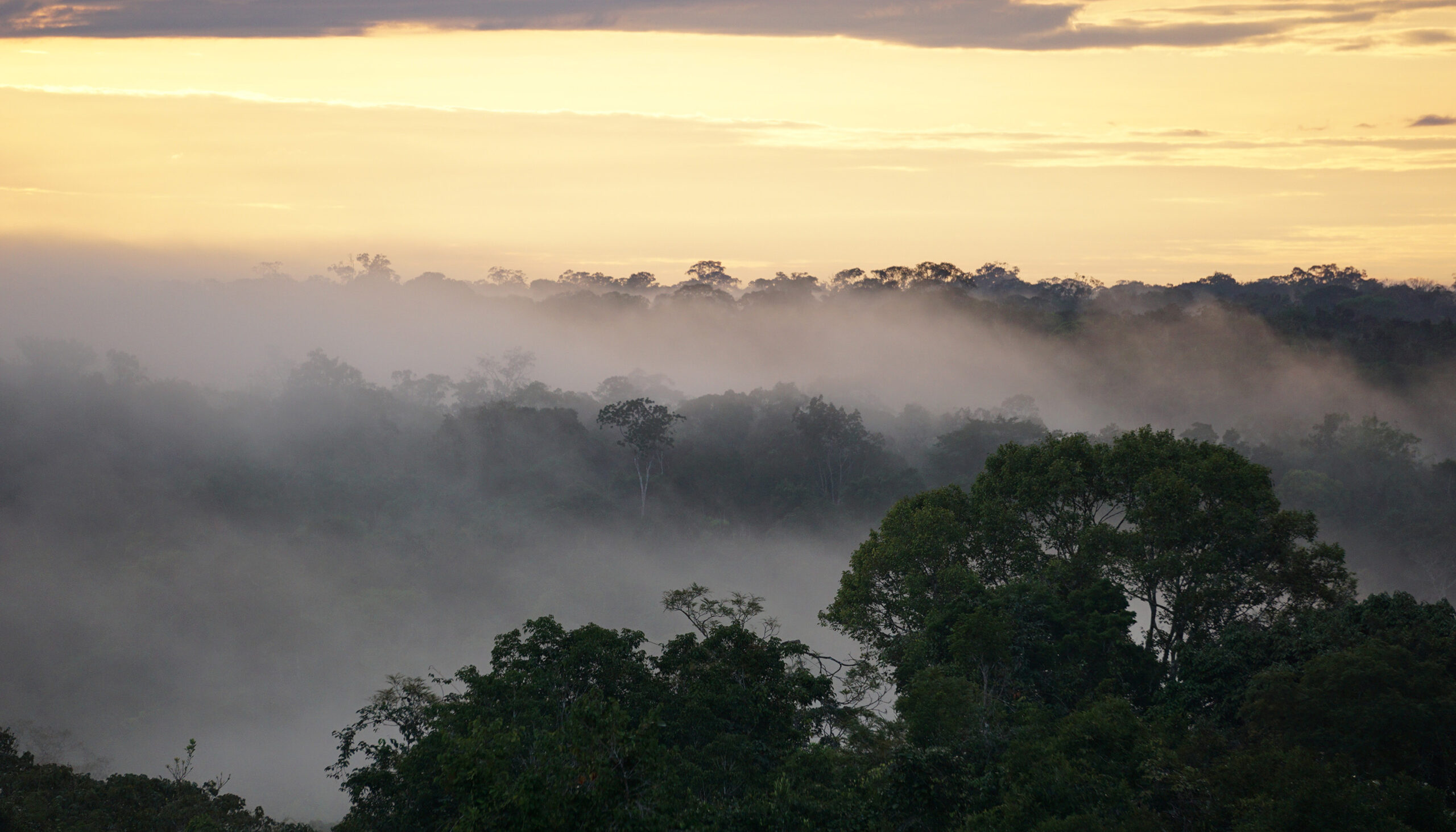 Amazon Rainforest Hypertropical Climate